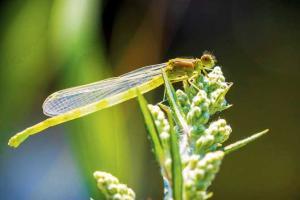Three new species of damselflies discovered in Western Ghats