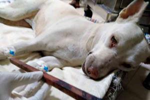 Mumbai: Brutalised dog battling for life after surgery