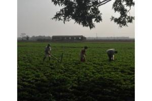 Hathras farmer loses crop as CBI probes case, seeks compensation