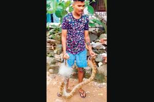 Mumbai: Fishermen rescue 8-foot python tangled in fishing net