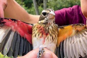 This bird is half male and half female