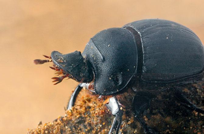Beetles are tougher than you think