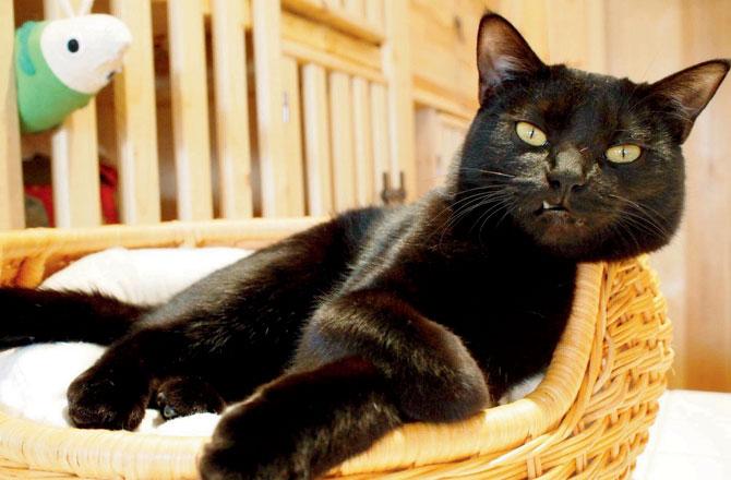 Nekobiyaka has become a tourist attraction because of its black cats