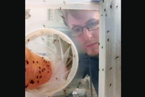 Scientist lets thousands of mosquitoes bite him