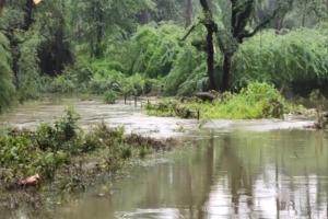 Hyderabad rains: Zoo shut due to waterlogging in areas