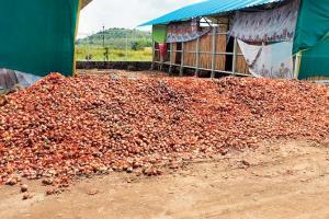 Maharashtra's onion farmers staring at a bleak future
