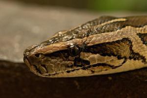 Karnataka man saves pet dog from being swallowed by 20-foot-long python