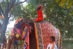 Watch Video: Baba Ramdev falls off elephant while performing yoga