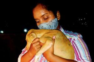 'Cops refused to file FIR against car driver for running over dog'