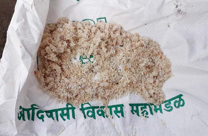 The inferior quality rice infested with worms