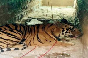 Mumbai: Sanjay Gandhi National Park could soon have two more tigers