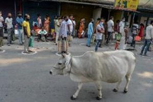 Mumbai crime: Man tries to 'rescue cattle', beaten up by mob; 14 held
