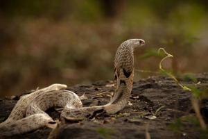 Cobra captured from Rashtrapati Bhavan, released into natural habitat