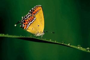 Create a flutter all month