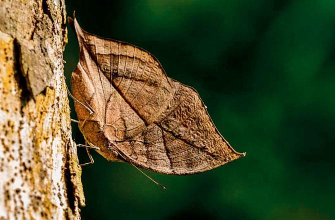 Orange oakleaf