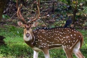Deer roam free at Borivali National park