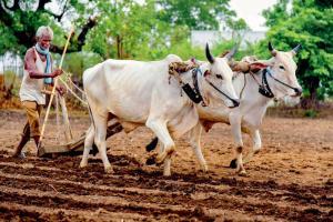 Sifting farmers' gains from the confusion