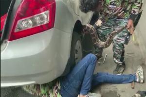 Python causes traffic jam on eastern express highway, rescued