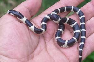 Shocking! One-year-old swallows snakelet, survives