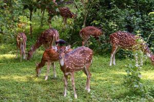 Mumbai: Spotted deers roam freely at SGNP as humans remain in lockdown