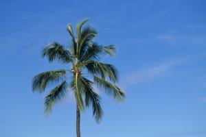Sri Lankan min climbs tree to address public on shortage of coconuts