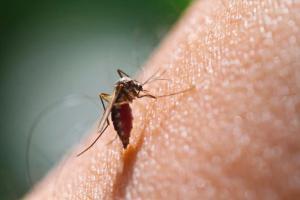 Delhi records 24 percent rise in Dengue, Malaria in 7 days