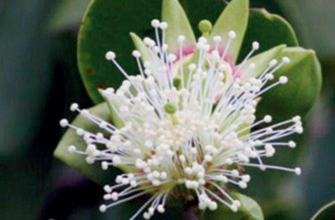 A win for mangrove conservation