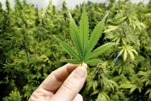 Politics Kills, Grass Does Not