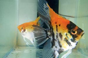 For this Grant Road resident, breeding fish is more than a hobby