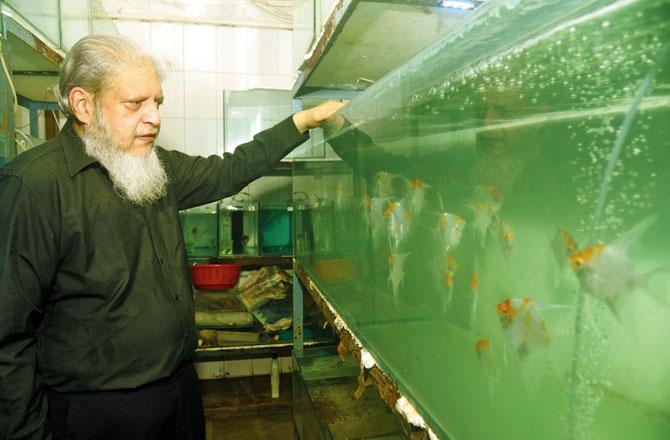 Vispi Mistry has been breeding a variety of fish at his Grant Road residence since 1983