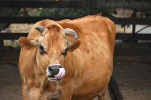 Trinamool MP kicks up a row by mocking cow urine in Rajya Sabha