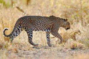 Leopard reportedly attacks 15 people in Ratnagiri, hunt on to trap her
