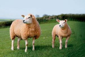 Is this the world's costliest sheep?