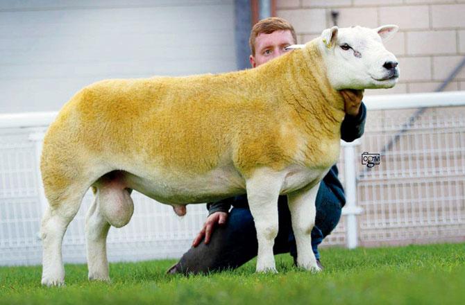 Texel sheep usually command high prices at auctions, owing to their lean meat and wool