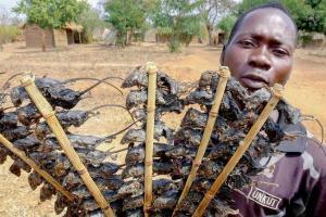 Bizarre! Residents make meal of mice in virus-hit Malawi