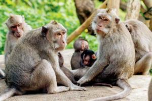As Matheran reopens, monkeys grow intolerant towards tourists