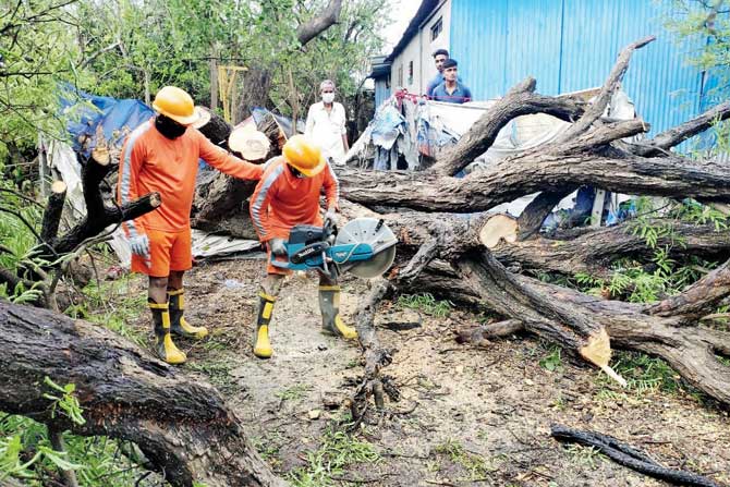 Many trees fell and houses were damaged in Cyclone Nisarga at Raigad
