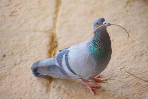 Youth kills 11 pigeons of his neighbour to avenge 'insult'
