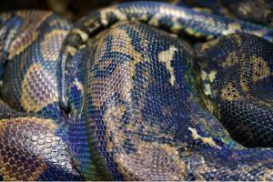 5-foot rock python slithers into backseat of auto rickshaw
