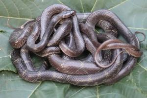 Python that swallowed deer, dead after being dragged
