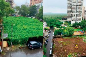 Mosquito, snake-breeding ground cleared at Lokhandwala after 20 years