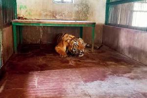 Mumbai: Female tigers of SGNP refuse to mingle with new male member