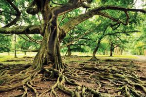 Maharashtra government to conserve over 100-year-old trees