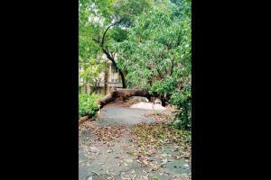 Shut for six months, MU's Fort campus turns into green mess