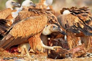 Decade after it was banned, drug still killing India's vultures