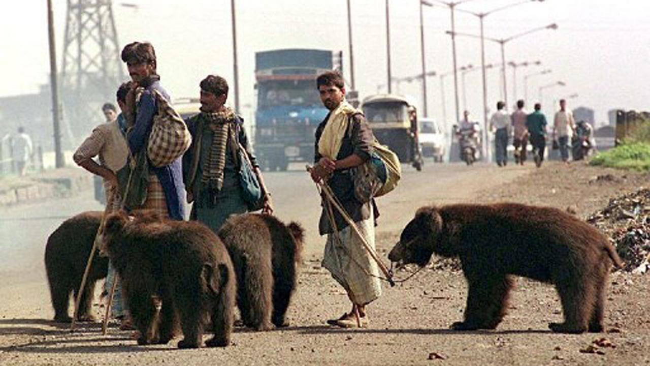 Maharashtra: Four bears found dead inside well in Chandrapur