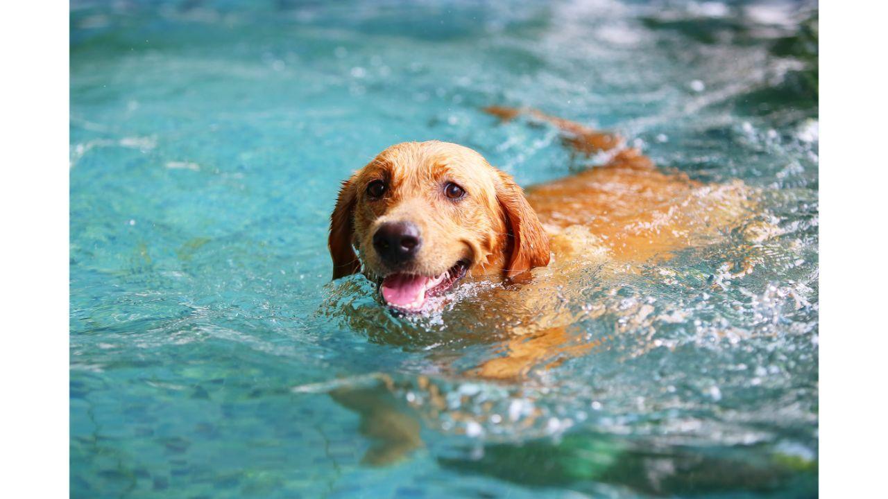 Does swimming benefit dogs? Here’s how it may