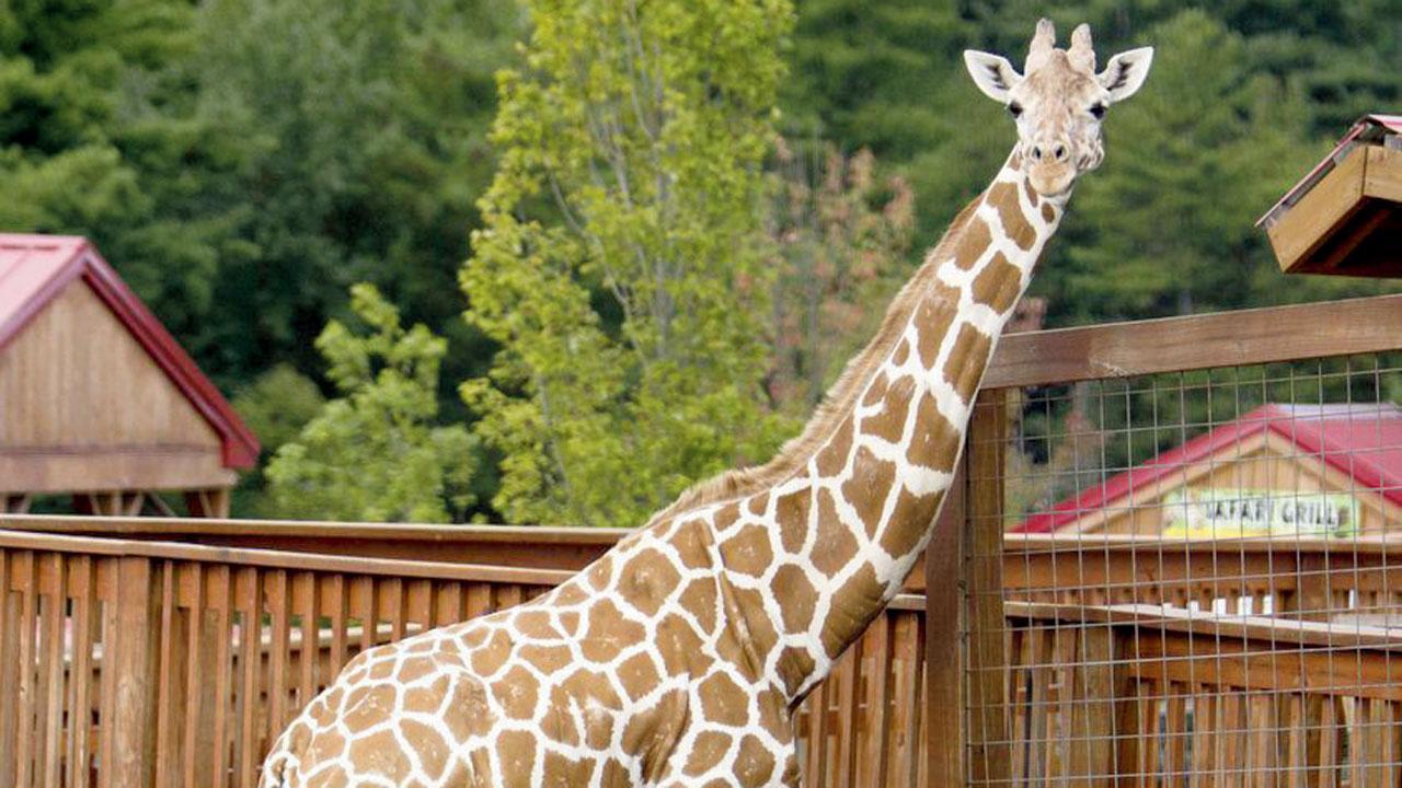 April, the giraffe that went viral, euthanised