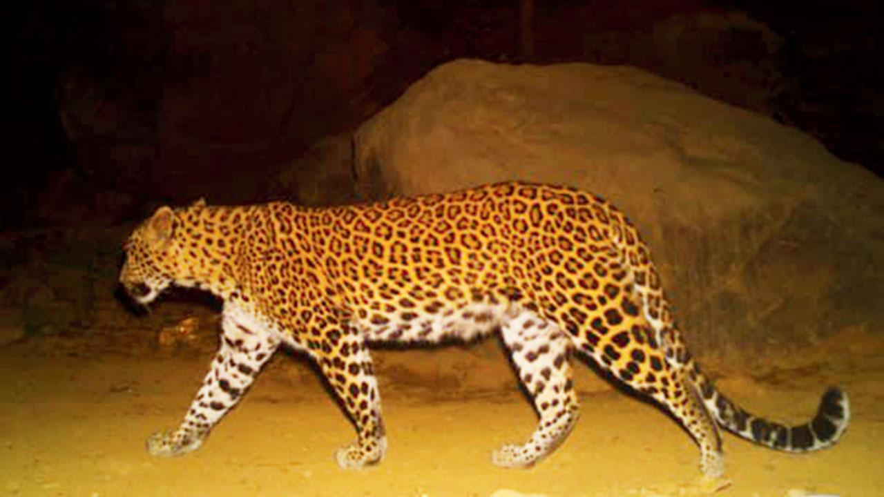 Maharashtra: NGO starts initiative to count leopard deaths