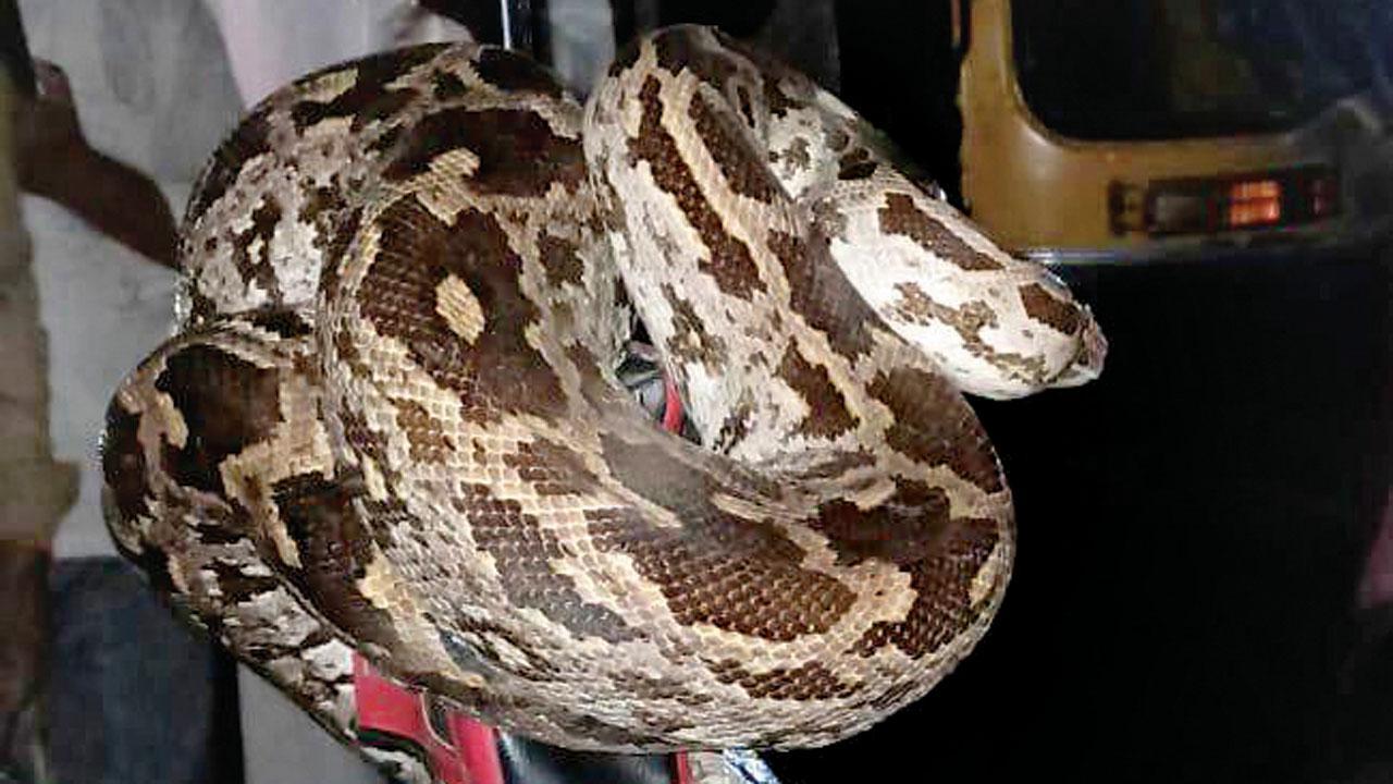 Mumbai: 7-feet-long python rescued from auto at Dahisar